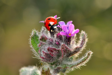 Beautiful ladybug on leaf defocused background