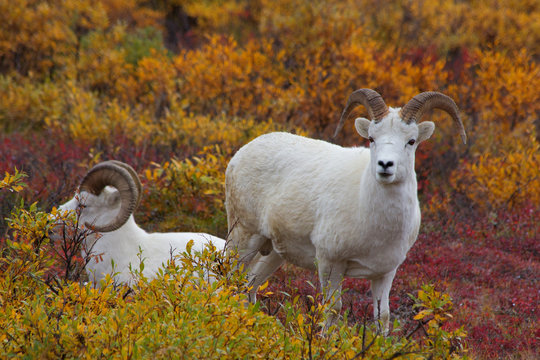 Dall sheep in autumn landscape of alaska