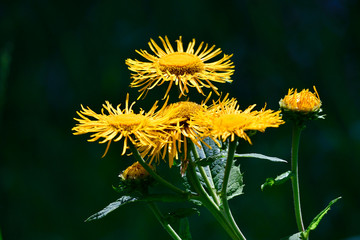 Blüten des Echten Alant (Inula helenium)