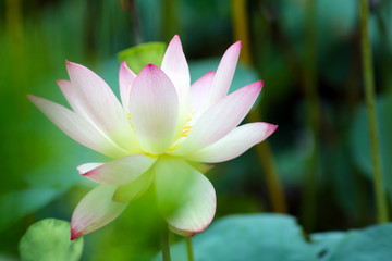 The beautiful lotus in the pond is fully blooming