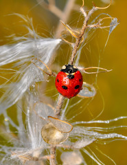 Beautiful ladybug on leaf defocused background