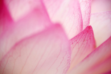 Close-up shot of a pink lotus flower petal, you can see the obvious texture lines
