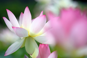 Beautiful pink lotus blooming in a garden pond