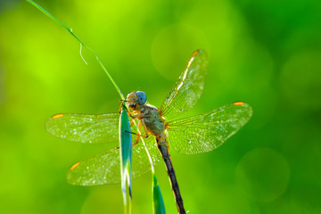 Macro shots, Beautiful nature scene dragonfly. 