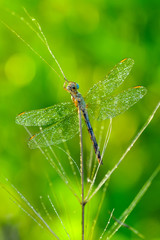 Macro shots, Beautiful nature scene dragonfly. 