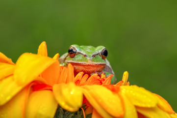 Europaean tree frog Hyla arborea from water onto dry reed-mace leaf in natural background