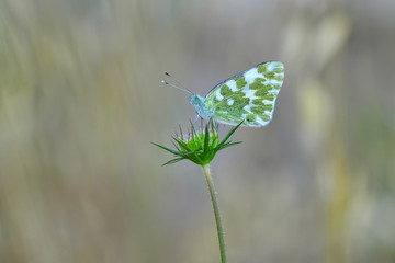 Closeup beautiful butterfly sitting on the flower.