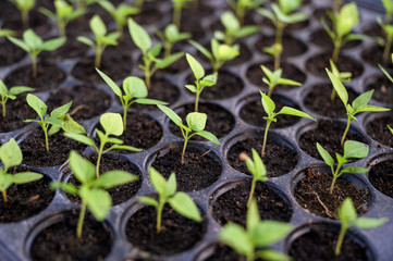 Cultivation chilli sprout in soil tray