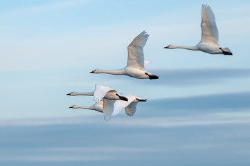 空を飛ぶハクチョウの群れ