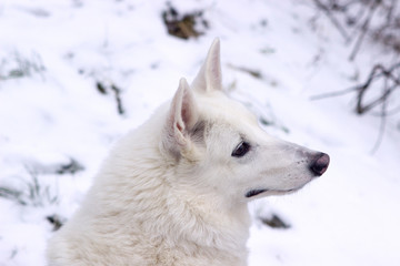 White dog West Siberian Laika husky sits in the snow and looks at a frozen forest