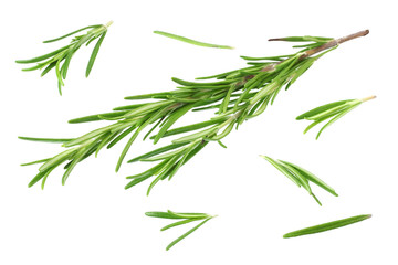 Obraz premium rosemary leaves isolated on a white background