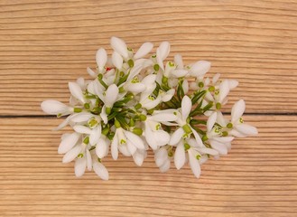 Snowdrops isolated on wooden background