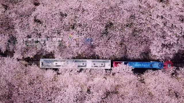 Top view Video at jinhae cherry blossom,Busan City,South Korea