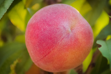 peaches on tree