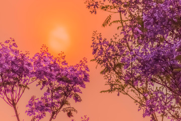 Obraz na płótnie Canvas Sunset Bloom 