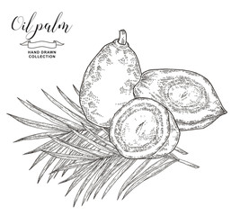 Oil palm fruit and leaves. Palm branches and nuts isolated on white background. Vector illustration botanical. Hand drawn engraving style.