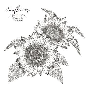 Hand drawn sunflowers isolated on white background. Autumn flower composition. Oil plants. Vector illustration botanical. Vintage engraving style. Black and white.