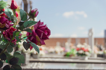 roses and flowers in the cemetery