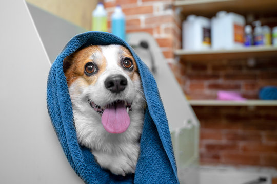 Funny portrait of a welsh corgi pembroke dog after a shower wrapped in a towel.  Dog taking a bubble bath in grooming salon.
