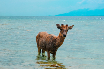 A beautiful young deer that has shed its antlers stands in the blue water of the ocean cooling down in hot weather.