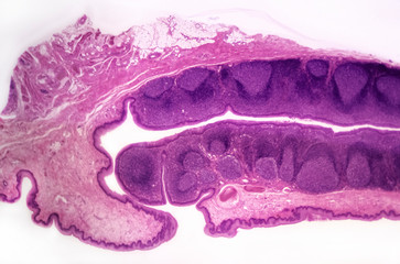 Palatine tonsil cross-section of a domestic cat (Felis catus Linnaeus, 1758) - permanent microscope...
