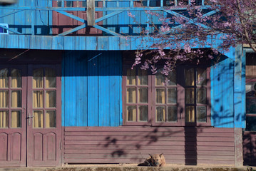 beauty cherry blossom in bloom and art of wood house with unique architecture and peaceful, this is...