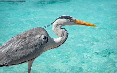 Grey Heron, Helengeli Island, Maldives