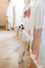 Bologna dog jumping on bride in white dress