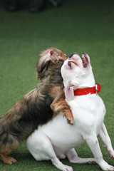 Happy puppies in a private playground