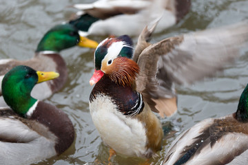 Different type of ducks swimming in the pond in winter