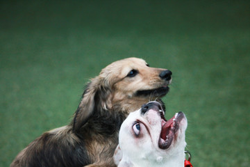 Happy puppies in a private playground