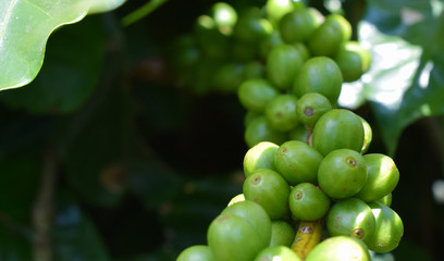Coffee plant with green fruits. Scientific Name: Coffea