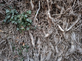 branches of ivy weaving along the wall with a small inclusion of leaves