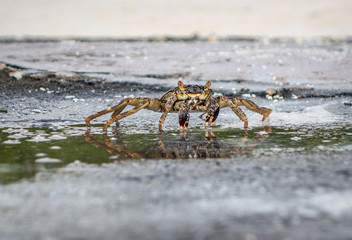 swift-footed rock crab, Helengeli Island, Maldives