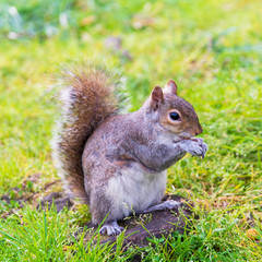squirrel eating nut in Green Park London UK 