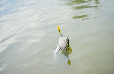 trout bait. catch fish. fall into the trap. fishing on lake. Good catch. fly fishing trout....