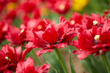 red tulips