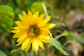 The sunflower is an annual plant of the family Asteraceae, genus Heliantheae.