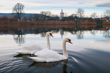 white swans on an autumn lake on a sunny day