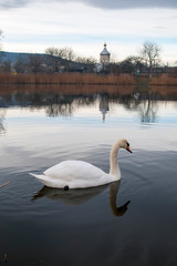 white swans on an autumn lake on a sunny day