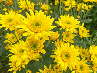 Macro shot of a beautiful Chrysanthemum flower. Yellow flower on a green background. In the tropical garden. Real nature flowers.