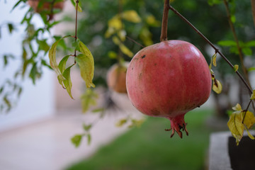 Pomegranate is a fruitlessness of pomegranate, common fruit in the eastern and middle eastern Mediterranean. Scientific Name: Punica granatum