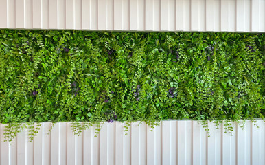 The white wall has green plants in the middle backgrounder.