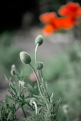 Textured, close-up poppy freshness..A living embodiment of the fantasy of nature.Natural and beautiful.Picturesque May contrasts.Creating a mood.In the garden blossom poppies.A delicate flower.