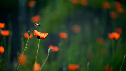 Textured, close-up poppy freshness..A living embodiment of the fantasy of nature.Natural and...