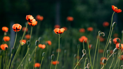 Textured, close-up poppy freshness..A living embodiment of the fantasy of nature.Natural and...