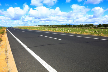 The highway and a flock of sheep