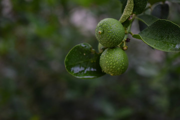 Galician Lemon Fruit with Dew Drops