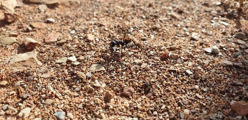 ants in stone dirt