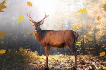 Stolzer Hirsch im herbstlichen Wald